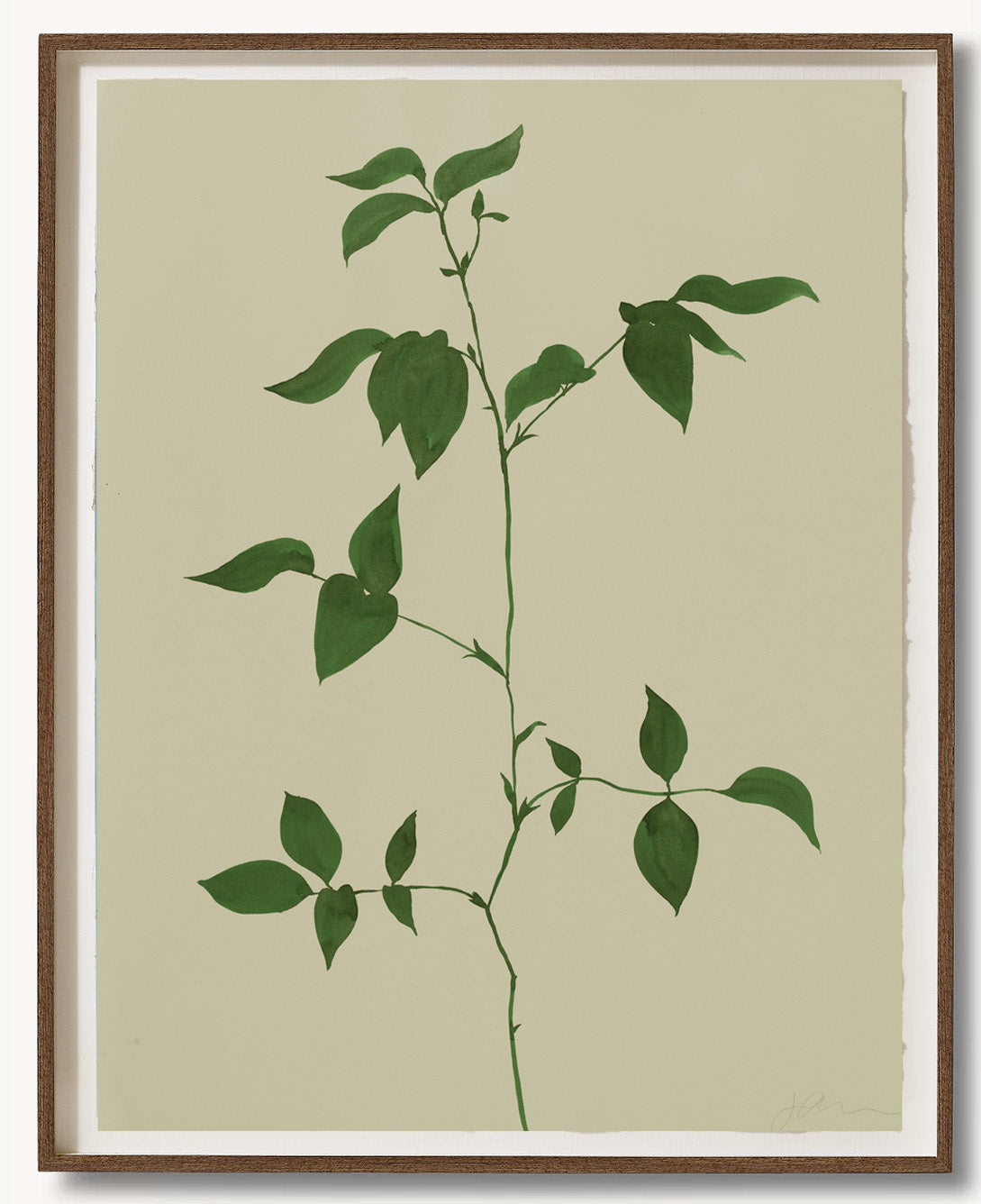 Green Plant Watercolor